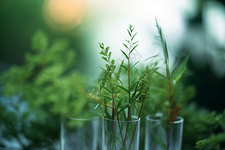 采摘的植物背景图片