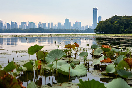 玄武湖中的荷叶图片