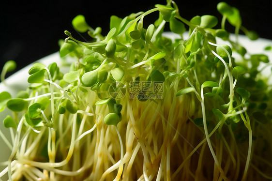 营养健康的绿豆芽图片