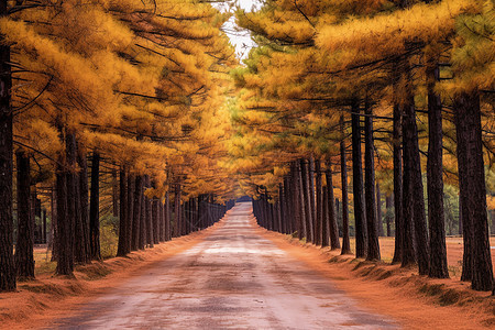 种满松树的道路背景图片