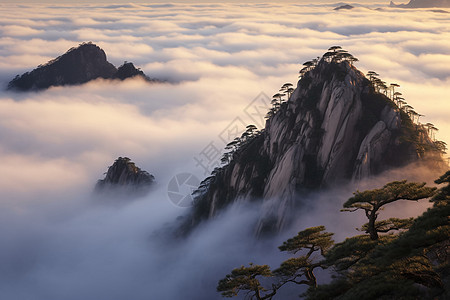 山峰上的松树图片