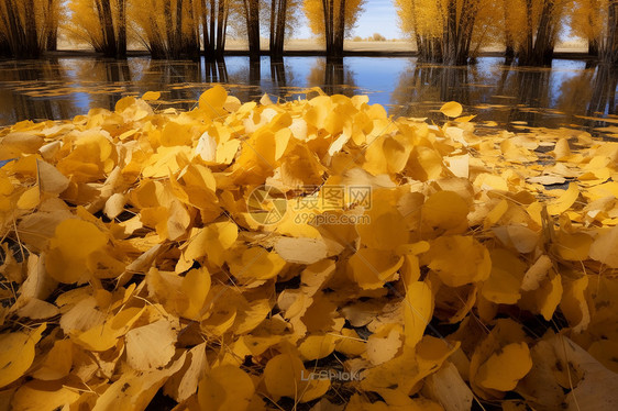 秋天胡杨林的落叶图片