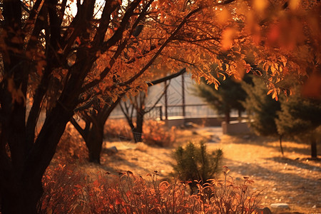 秋天的树木自然景色图片