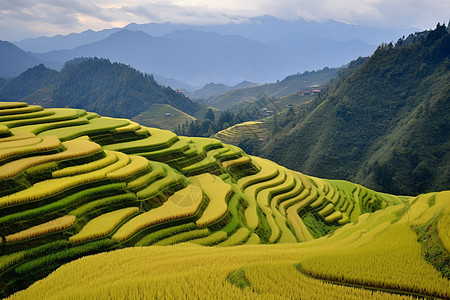 梯田的风景图片