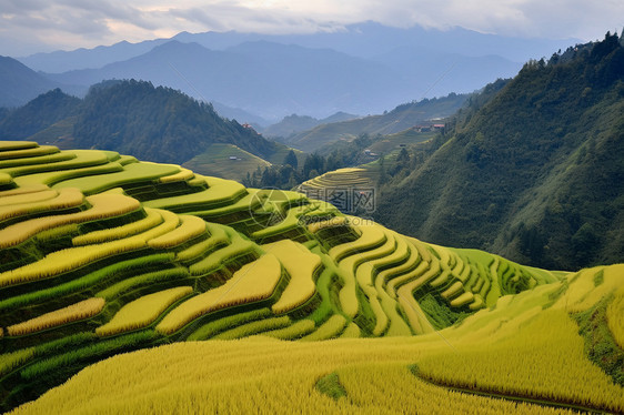 梯田的风景图片