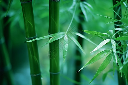 户外的竹子背景图片