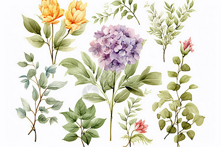 各种植物花朵平面插图图片
