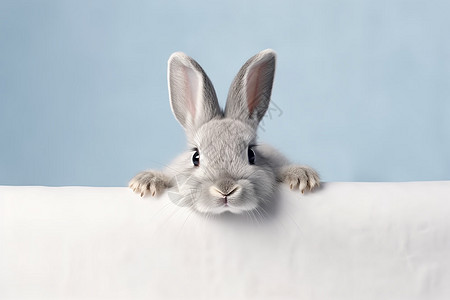 商业计划书封面灰色的小兔子背景