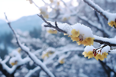 积雪的梅花背景图片