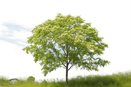 一颗绿色大树图片