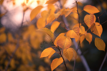 幸福季节清白照秋天的叶子背景