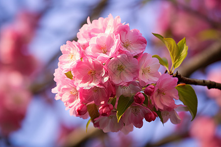 粉色春天美丽的海棠花背景