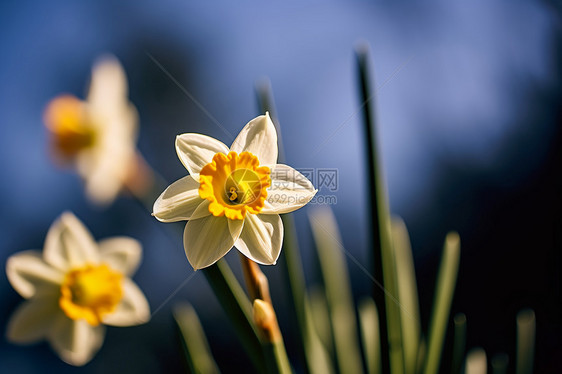 水仙花的特写图片