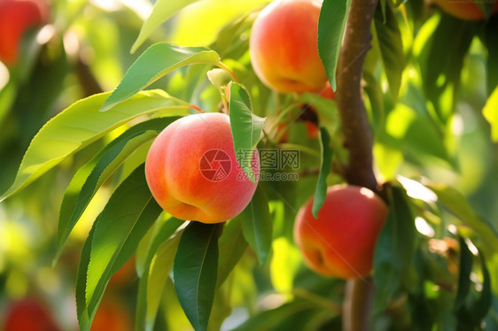 新鲜的桃子图片