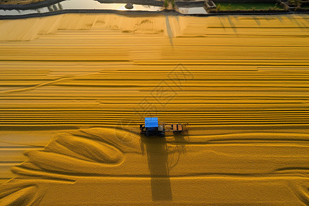 水稻晾晒背景图片