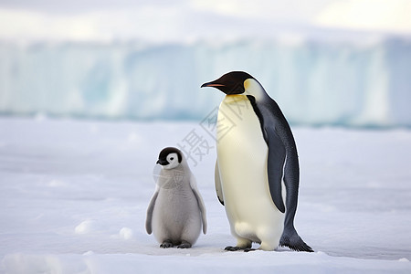南极洲的小企鹅图片