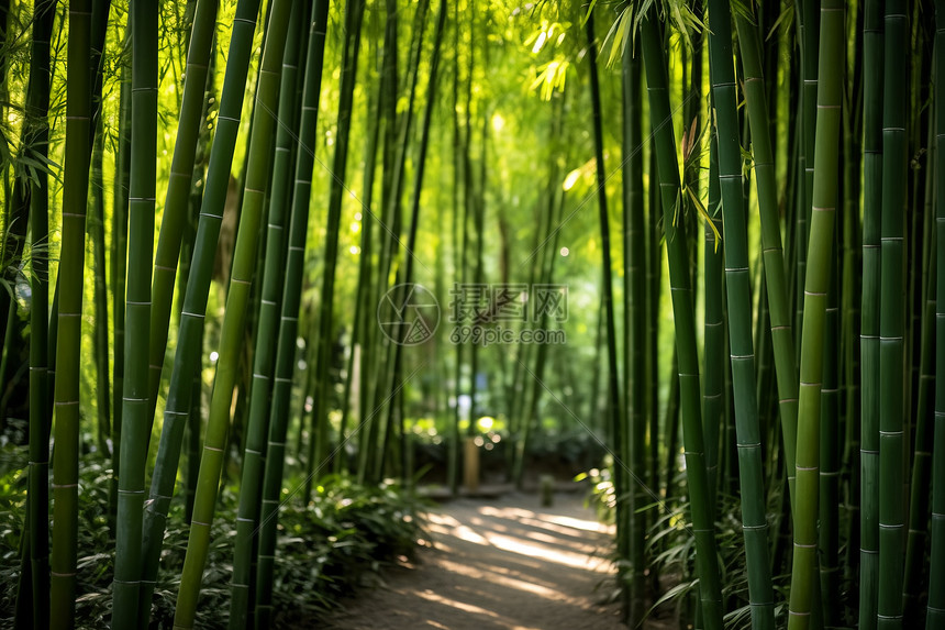 夏季山中的竹海图片