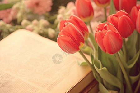 美丽的红色郁金香图片
