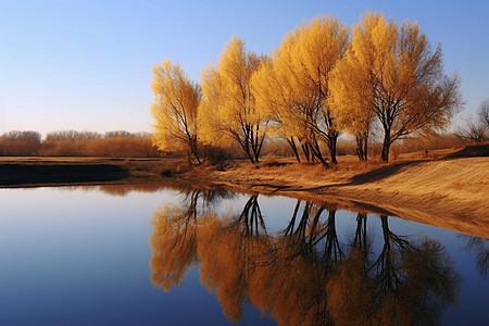 湿地公园的风景图片