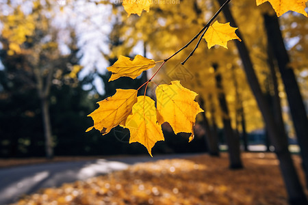秋天的金色枫叶背景图片