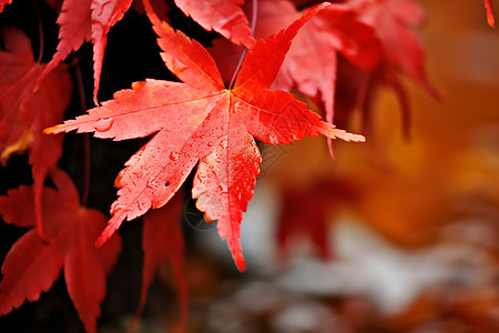 秋天的红枫叶图片