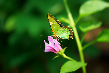 绿色蝴蝶背景图片