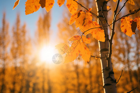 秋天的风景图片
