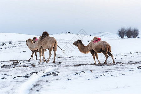 冬天户外的骆驼图片