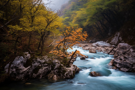 布满地衣的岩石河流图片