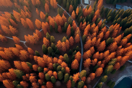 秋天红叶子的树木背景图片