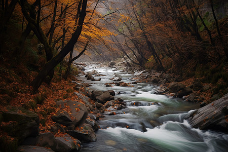 秋天溪水的自然景观图片