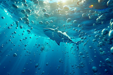 鲨鱼在海洋中自由的游泳图片
