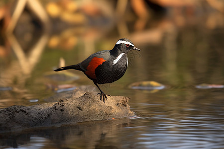 自然野生水禽鸟图片