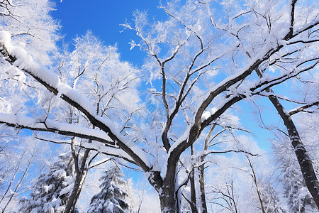 冬日的雪景图片