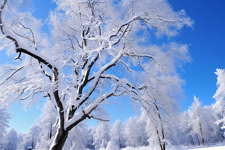 白雪覆盖的树枝图片