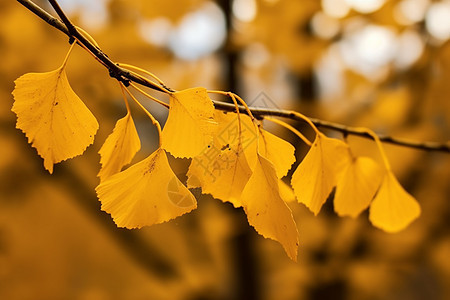 秋天金黄落叶图片