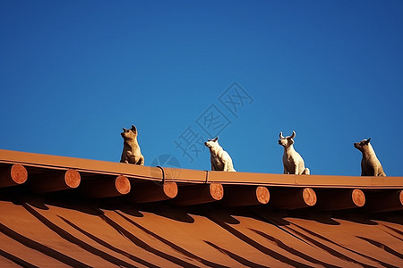 动物在屋顶上图片
