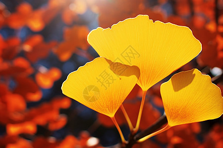 芒种风景秋季银杏叶子特写设计图片