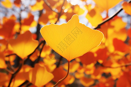 秋天落叶银杏叶子图片
