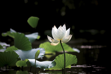 夏季白色莲花图片