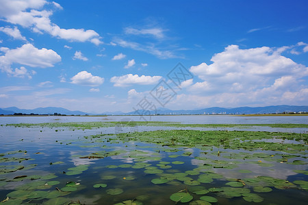 湖面上的莲叶图片