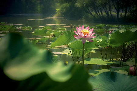 美丽的莲花背景图片