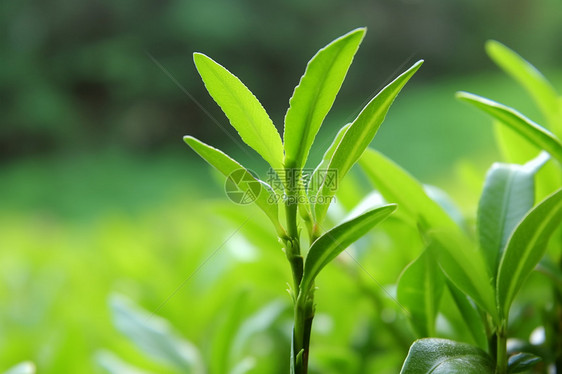 茶树上的嫩芽图片