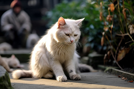 阳光下的宠物猫图片