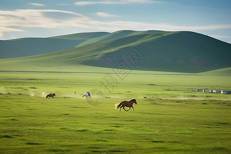 大草原上的马匹图片