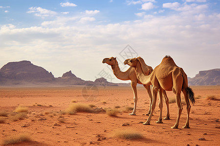 沙漠里的野骆驼图片