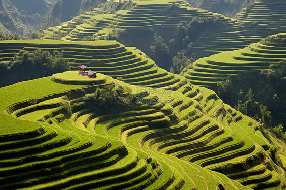 美丽的梯田风景图片