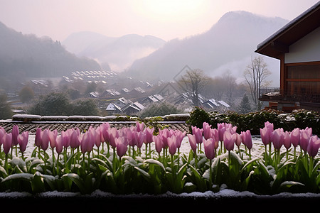 农村的冬季郁金香花园图片