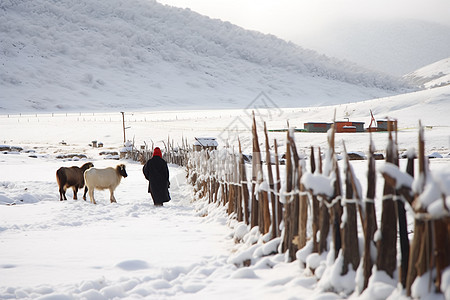 冰雪户外放牧图片