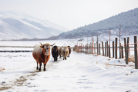 冰雪天脊田园图片